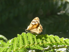 Heteronympha paradelpha