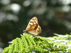 Heteronympha paradelpha