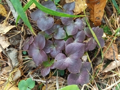 Hepatica nobilis
