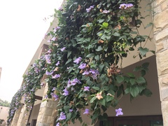 Thunbergia grandiflora image