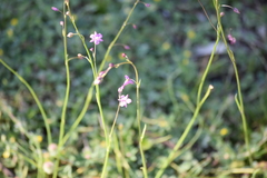 Arthropodium minus