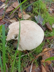 Leccinum percandidum