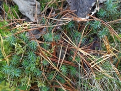 Polytrichum