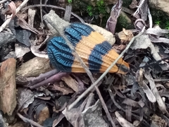 Calopteron reticulatum