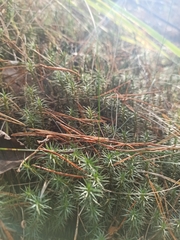 Polytrichum