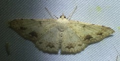 Luxiaria subrasata