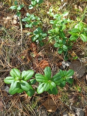 Vaccinium vitis-idaea
