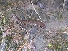 Lissotriton vulgaris meridionalis