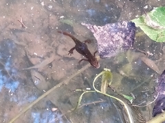 Lissotriton vulgaris meridionalis