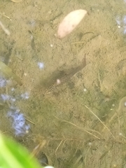 Lissotriton vulgaris meridionalis