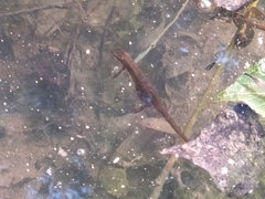 Lissotriton vulgaris meridionalis