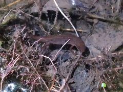 Lissotriton vulgaris meridionalis