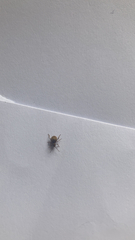 Niptus hololeucus