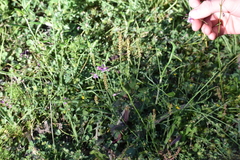 Arthropodium minus
