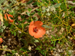 Sphaeralcea miniata