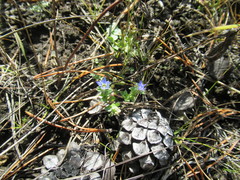 Gentiana squarrosa