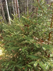 Picea abies
