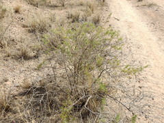 Senecio subulatus erectus