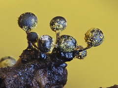 Elaeomyxa reticulospora