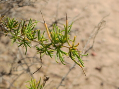 Senecio subulatus erectus