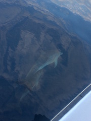 Stenella frontalis