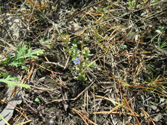 Gentiana squarrosa