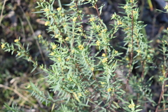 Pimelea neoanglica