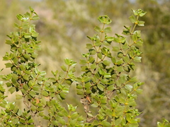 Larrea cuneifolia