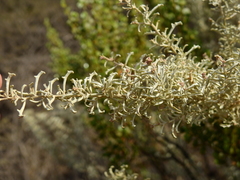 Atriplex lampa