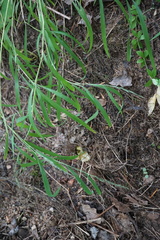 Muhlenbergia sylvatica