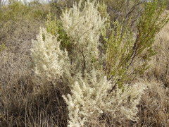 Atriplex lampa