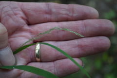 Muhlenbergia sylvatica