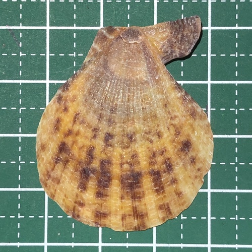Musling