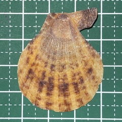 Image of Laevichlamys squamosa