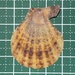 リュウキュウナデシコ