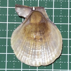Laevichlamys squamosa