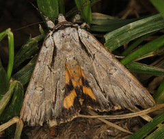 Catocala clintonii