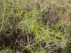 Senecio subulatus erectus