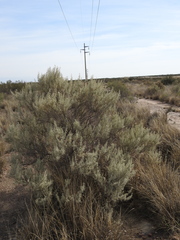 Atriplex lampa