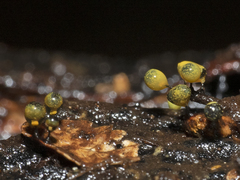Elaeomyxa reticulospora