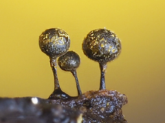 Elaeomyxa reticulospora