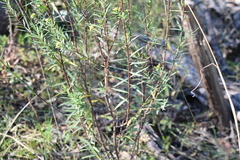 Pimelea neoanglica