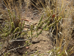 Acantholippia seriphioides