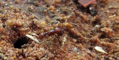 Tetramorium setuliferum