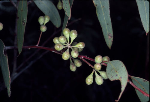 Eucalyptus exilis