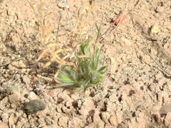 Hysterionica jasionoides