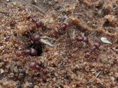 Tetramorium setuliferum