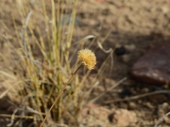Hysterionica jasionoides