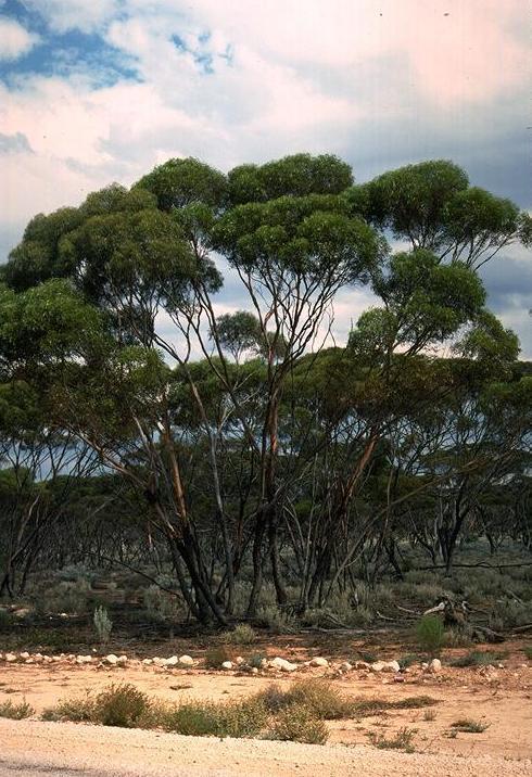 Eucalyptus - Ian Brooker, David Kleinig main image 1