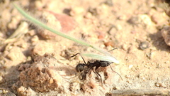 Acromyrmex lobicornis